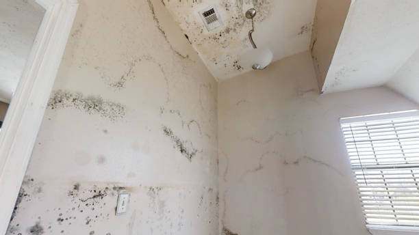 Best HVAC Mold Inspection and Cleaning  in Medina, TX