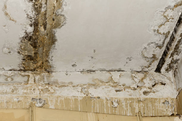 Reliable Medina, TX Mold Removal Solutions