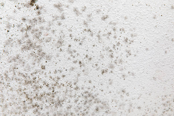 Best Indoor Air Quality Assessment  in Medina, TX